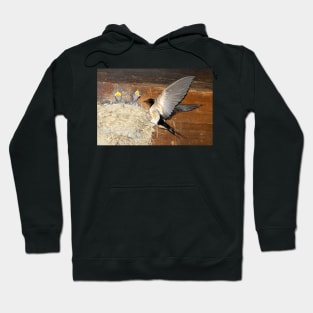 Barn Swallows Hoodie